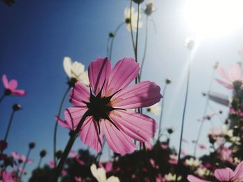 Close-up of pink flowering plant against sky