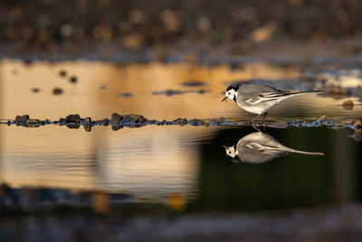 Wagtail hunting in a puddle...