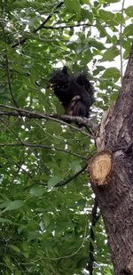 Low angle view of cat sitting on tree