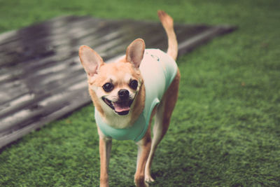 Portrait of dog standing on field