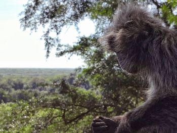 Close-up of monkey on tree