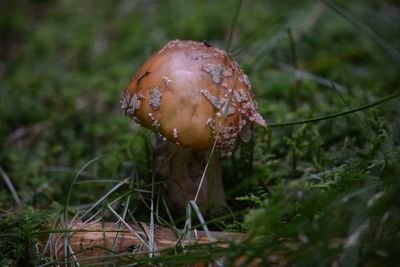 Close-up of mushroom growing on grass