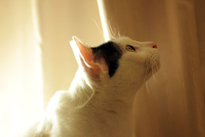 Close-up of cat looking up