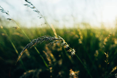 Close-up of crops on field