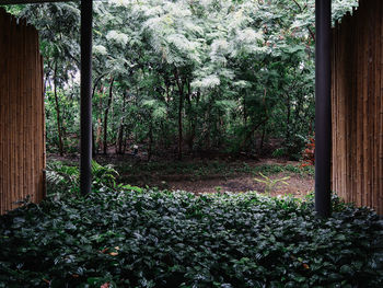 Trees and plants in forest