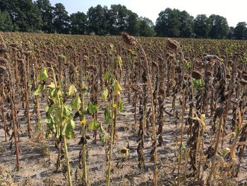 Plants growing on field against sky