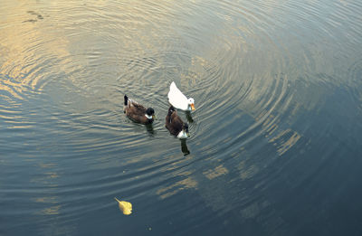 Floating ducks in rabindra sarovar lake, kolkata in evening.