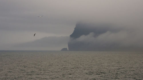 Bird flying over sea against sky