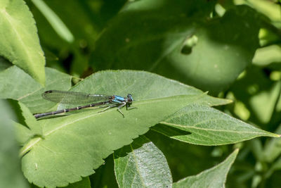 Close-up of grasshopper on leaf