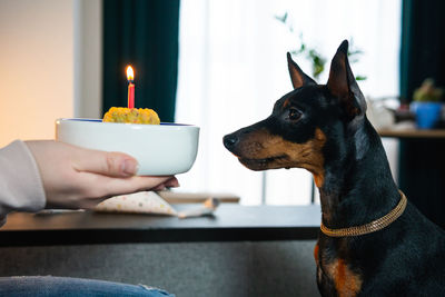 Cropped hand of woman with dog