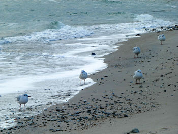 Seagulls on beach