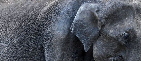 Full frame shot of elephant