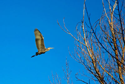 Low angle view of bird flying against blue sky