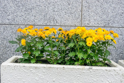 Close-up of yellow flower plant against wall