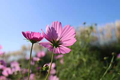 Close-up of pink cosmos flower on field against sky