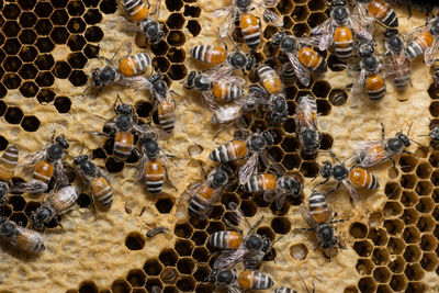 Full frame shot of honeycomb with bees