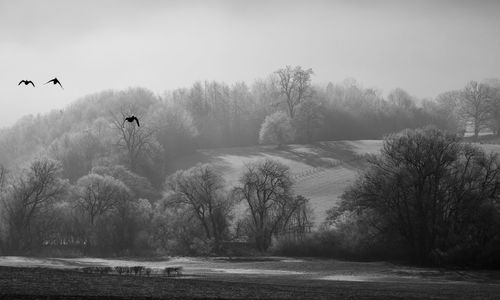 Birds flying over lake against sky