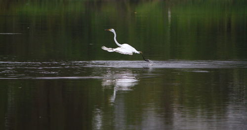 Bird flying over lake