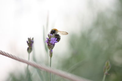 Close-up of a bumblebee pollinating on lavender