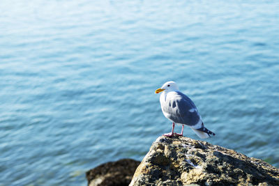 Seagull perching on rock