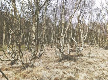 Bare trees in forest