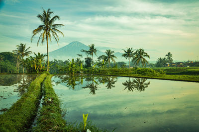 Palm trees by lake against sky