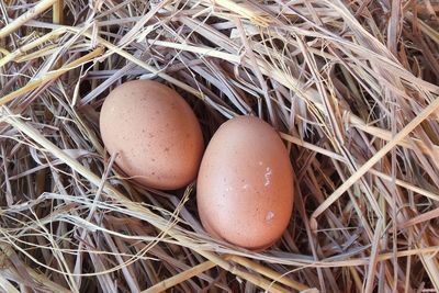 Close-up of eggs in nest