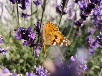 Butterfly pollinating on purple flower