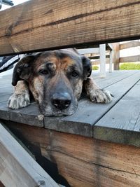 Portrait of dog resting on bench