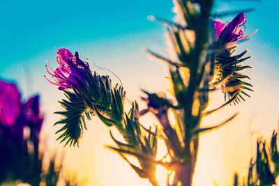 Close-up of thistle against sky during sunset