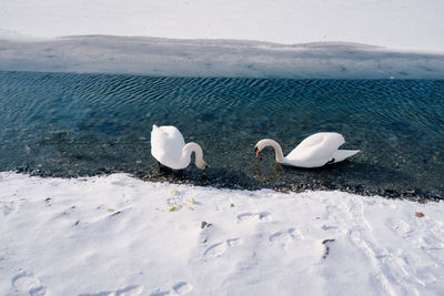 High angle view of swans floating on lake during winter