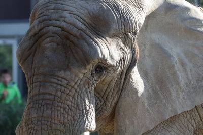 Close-up of elephant