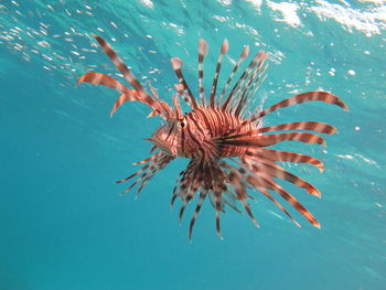 Lion fish in the red sea in clear blue water hunting for food .
