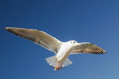 Low angle view of seagulls flying against clear blue sky