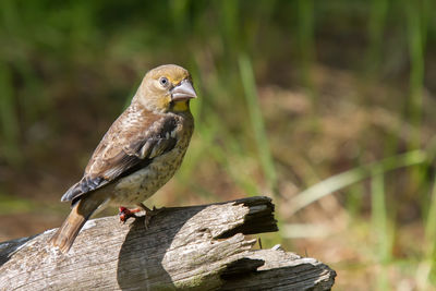 Close-up of bird perching on wood