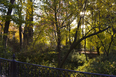 Trees in forest