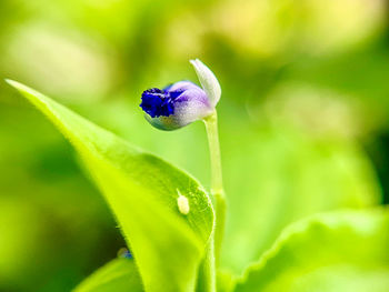 Close-up of purple flowering plant