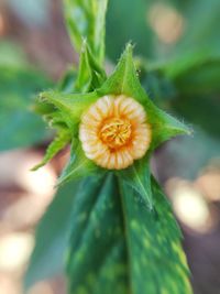 Close-up of flowering plant