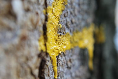 Close-up of plant against blurred background