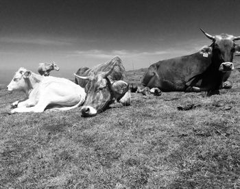Cattle napping on field