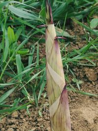 Close-up of plant on field