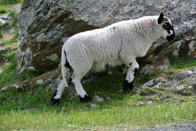 Sheep standing in a field