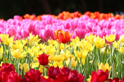 Close-up of colorful tulips