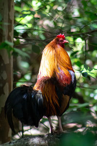 View of a rooster