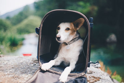 Close-up of dog sitting outdoors