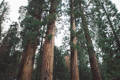 Low angle view of pine trees in forest against sky