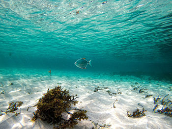 View of birds swimming in sea