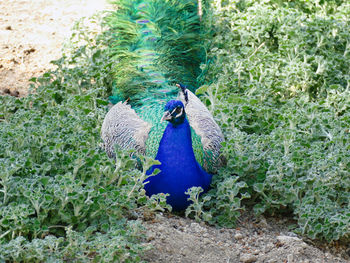 Peacock lying down