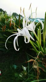 Close-up of white flowering plant on field