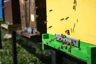 Close-up of bees on beehive